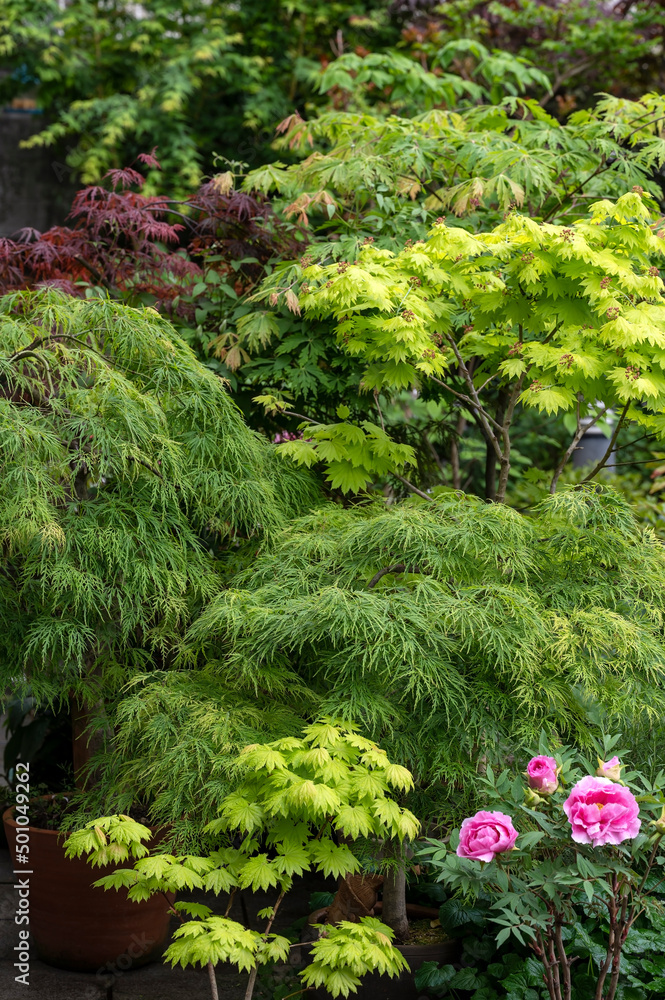 Varieties of Japanese maple trees growing in a garden and showing different leaf formations Varieties of Japanese maple trees growing in a garden and showing different leaf formations