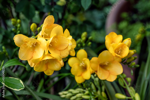 Картината върху платно Yellow freesia flowers, perennial flowering bulbs