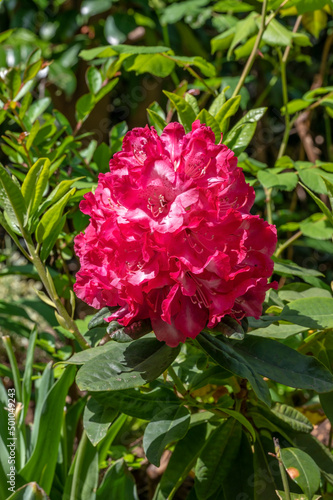Rhododendron Benikomachi, a Japanese deep red to deep pink flowered shrub 