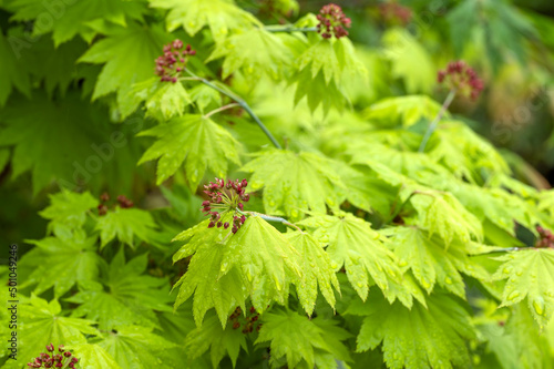 Acer shirasawanum ‘Aureum’, the Golden Full Moon Maple, with flowers and fresh green leaves