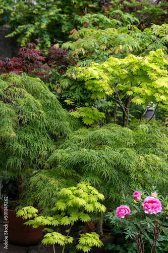 Varieties of Japanese maple trees growing in a garden and showing different leaf formations