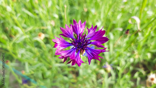 Close-up Blooming  Violet   Cornflowers (Centaurea cyanus) with green Background .
