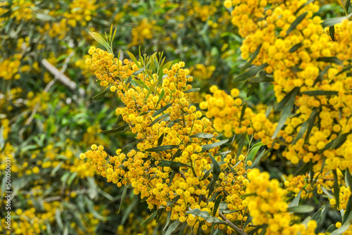 Yellow blossoms of a flowering Cootamundra wattle Acacia baileyana tree closeup on a blurred background