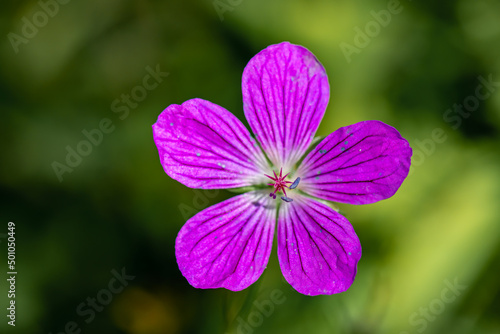 Geranium palustre flower in meadow, macro