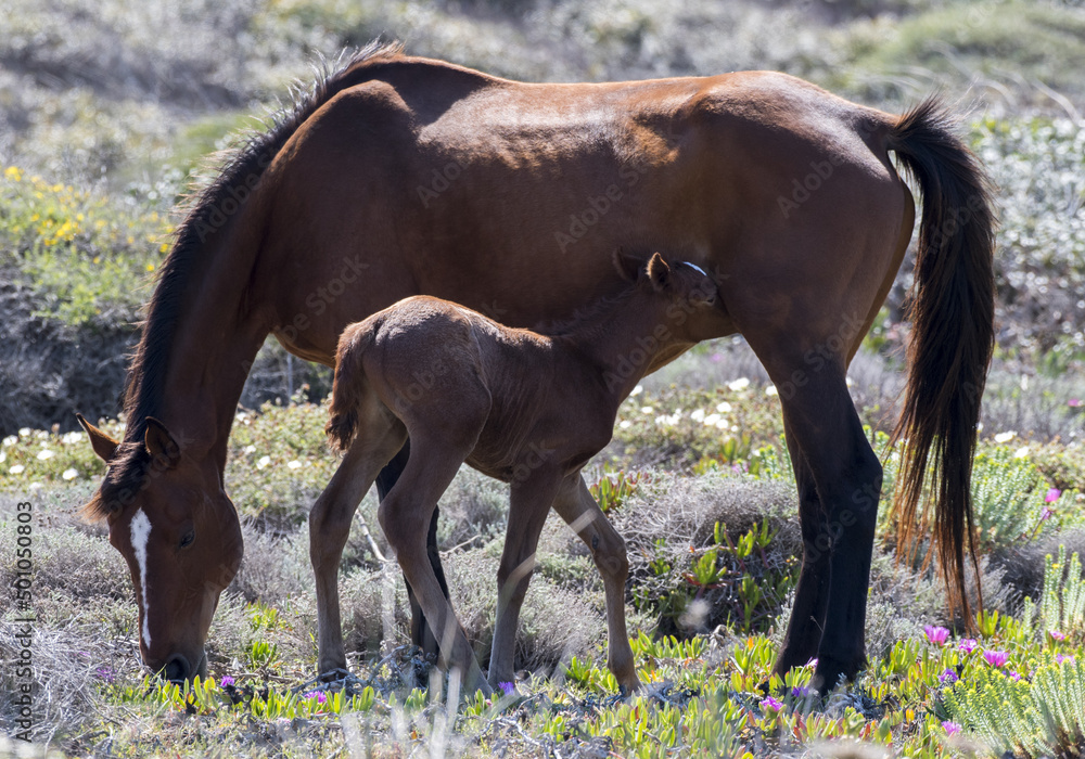 Fototapeta premium Cavalli di Caprera, Sardegna