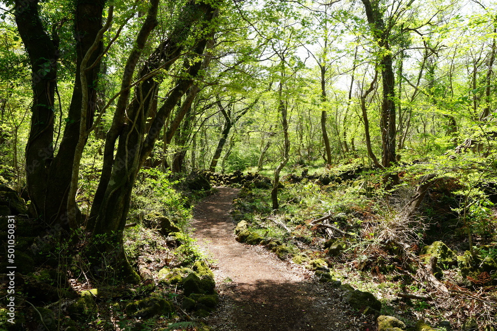 refreshing spring forest and path in the sunlight refreshing spring forest and path in the sunlight