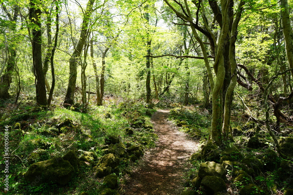 fascinating fresh green forest in the gleaming sunlight fascinating fresh green forest in the gleaming sunlight