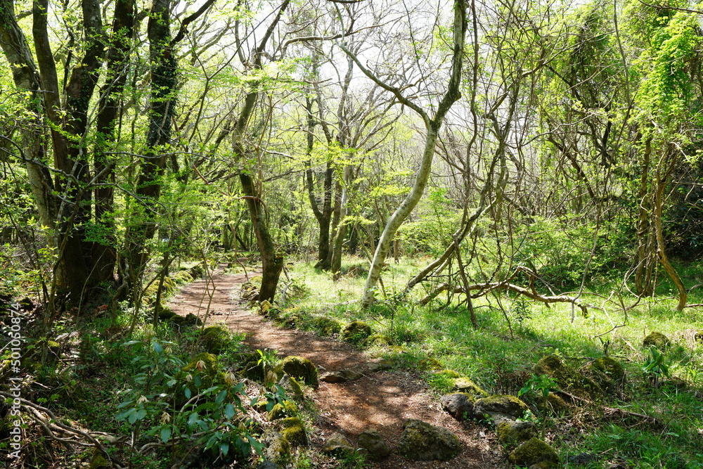 refreshing spring forest and path in the sunlight refreshing spring forest and path in the sunlight