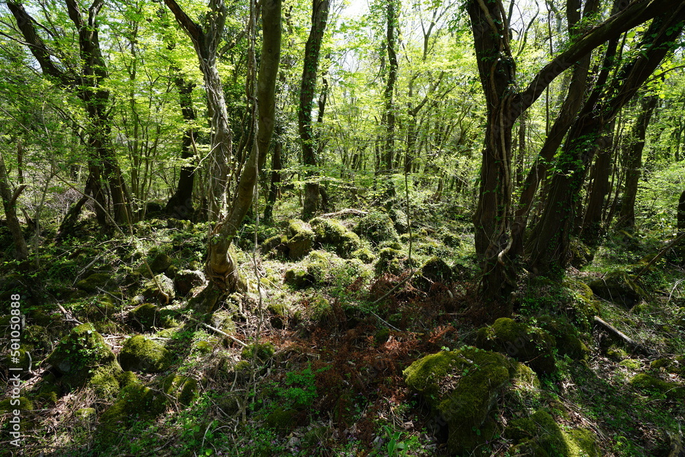 mossy rocks and old trees in spring forest