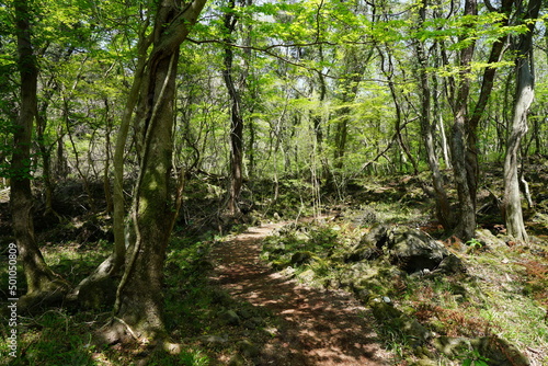 Fototapeta Naklejka Na Ścianę i Meble -  fascinating fresh green forest in the gleaming sunlight