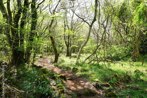 refreshing spring forest and path in the sunlight