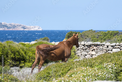 Cavalli di Caprera, Sardegna photo