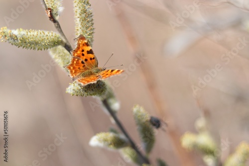 Wallpaper Mural butterfly on a flower Torontodigital.ca
