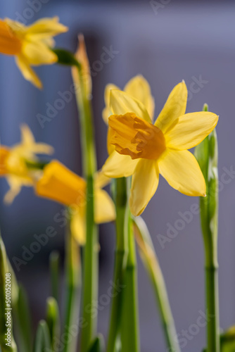 Yellow daffodils on a blurry background. Beautiful flowers.