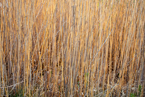 Solid bamboo thickets. Wall of yellow reed and bamboo.