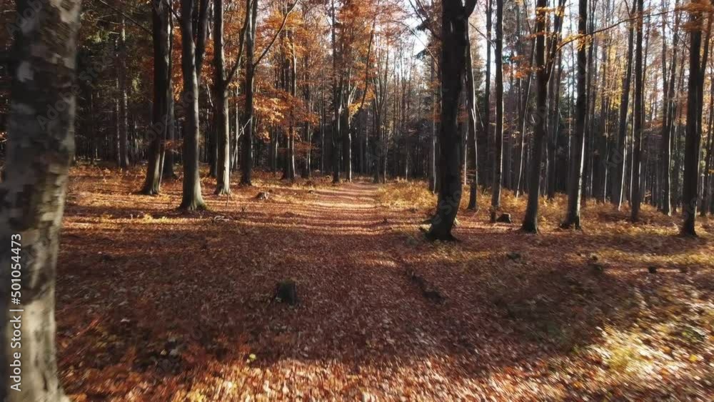 Drone flying through falling leaves in autumn forest nature park in beautiful fall orange colors Drone flying through falling leaves in autumn forest nature park in beautiful fall orange colors