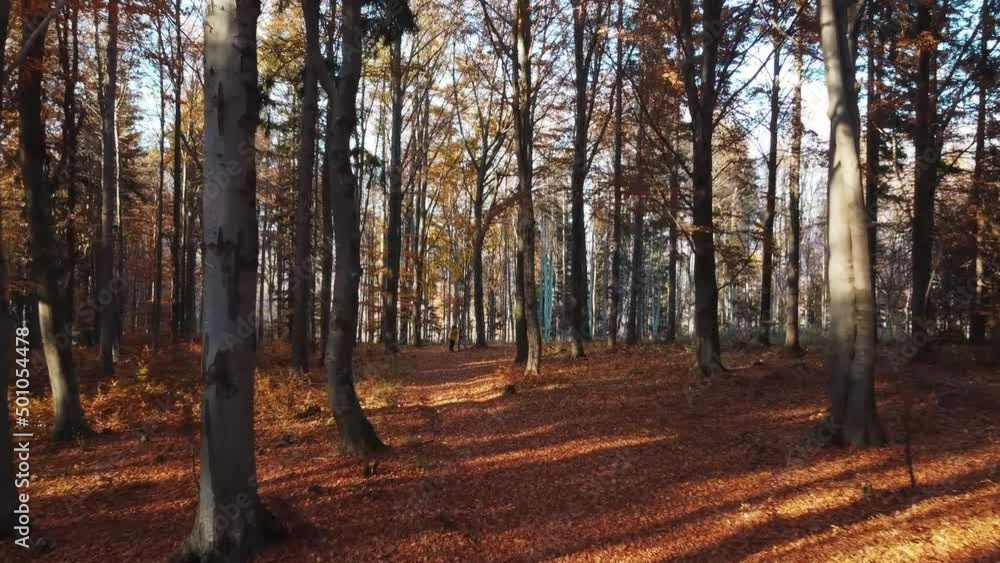 two friends people in autumn forest with beams through trees in slowmotion with falling leaves two friends people in autumn forest with beams through trees in slowmotion with falling leaves