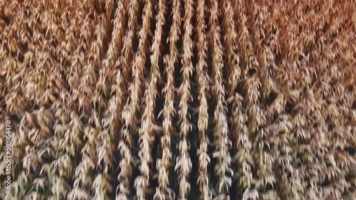 Wind moving through orange corn fields land detail drone photo