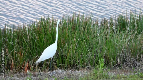 Great white egret heron searching for food photo