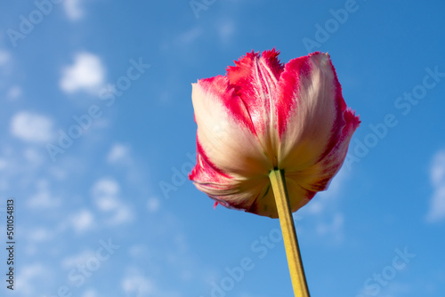 One tulip against a blue sky with clouds. Bottom view. Stem and flower of a tulip.