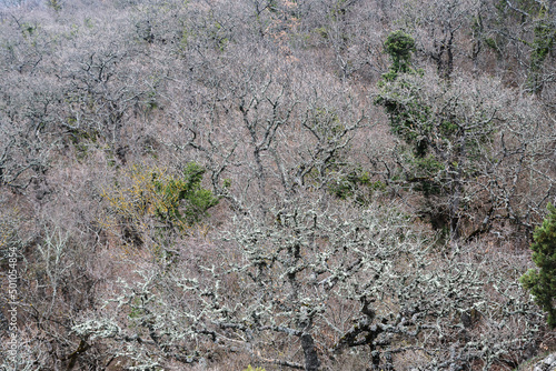 Forest at foot of Ilyas-Kaya Mountain in Crimea. Top View