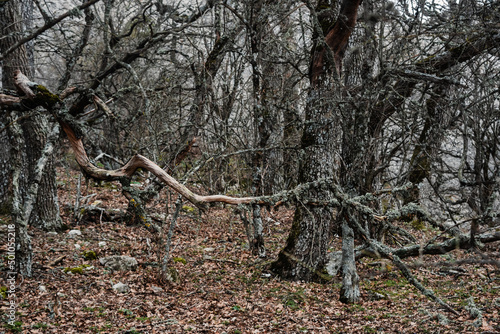 Forest at foot of Ilyas-Kaya Mountain. Crimea photo