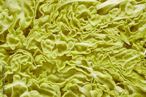 Cut of fresh Chinese cabbage, close-up. Fresh cabbage, vegetarian food ingredients.