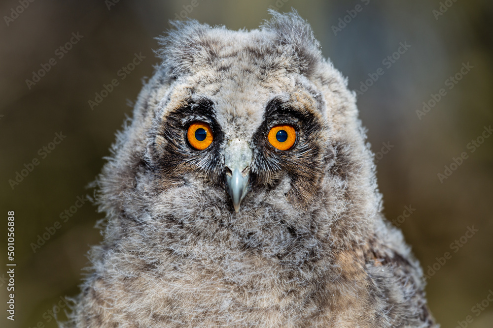 Close-up of a young Long-eared Owl with its pretty orange eyes. Asio otus. Close-up of a young Long-eared Owl with its pretty orange eyes. Asio otus.