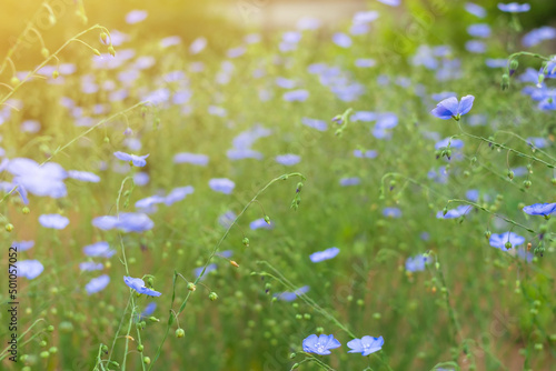 Wild cute tiny blue flowers bloom on spring summer field, flax plant on home farm, natural herbal cultivation for linen, oil or linseed