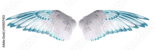 Fototapeta wings of bird isolated on white background.