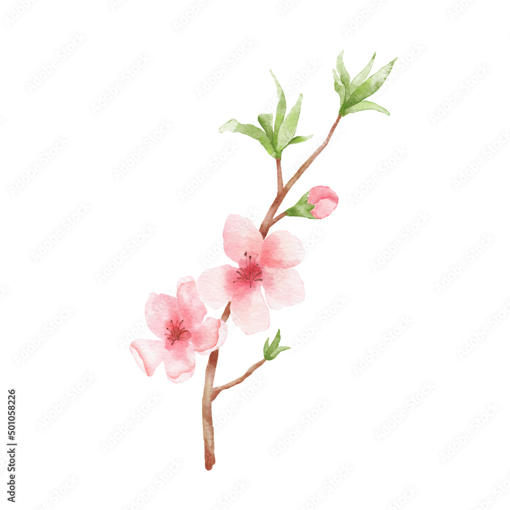 Branch of Cherry blossom illustration. Watercolor painting sakura isolated on white background. Japanese flower