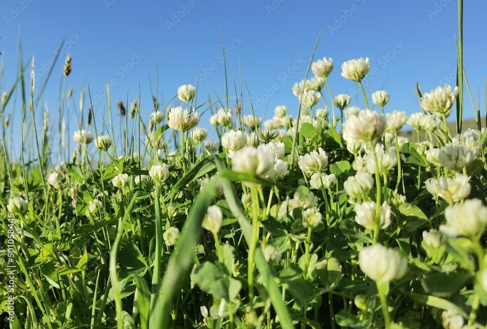 grass leaves green lawn, spikes meadow wild flowers and blue sky for background in spring grass leaves green lawn, spikes meadow wild flowers and blue sky for background in spring