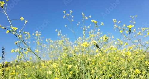 grass leaves green lawn, spikes meadow wild flowers and blue sky for background in spring