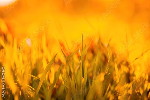 Close up of the green grass lawn and autumn foliage with sun beam, soft focus, copy space.