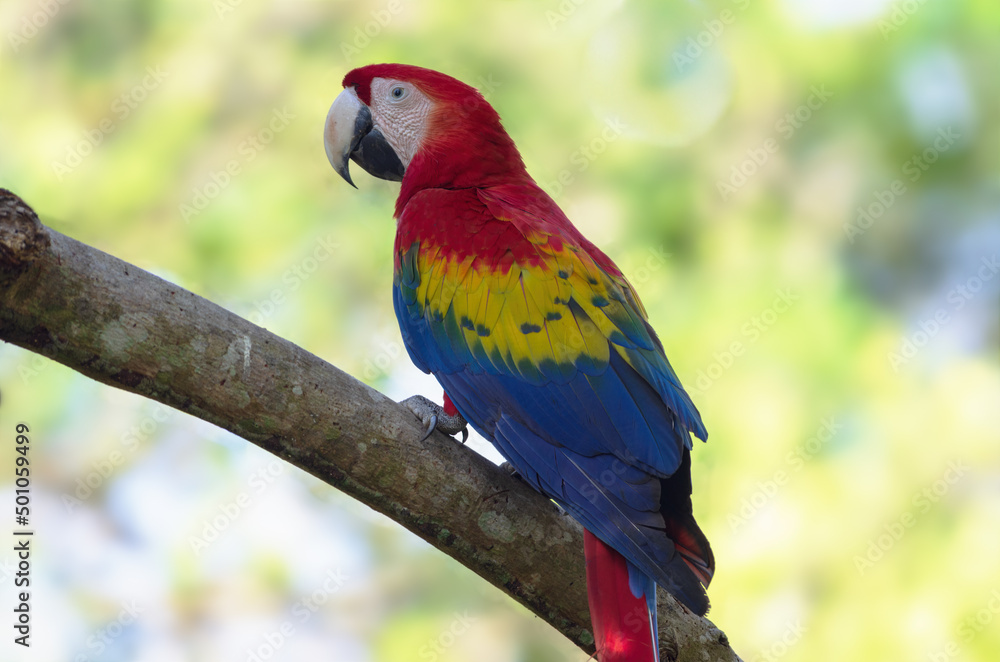 Image of a Scarlet Macaw, Ara macao, shown perched. Photo taken in Chiriqui, Panama.