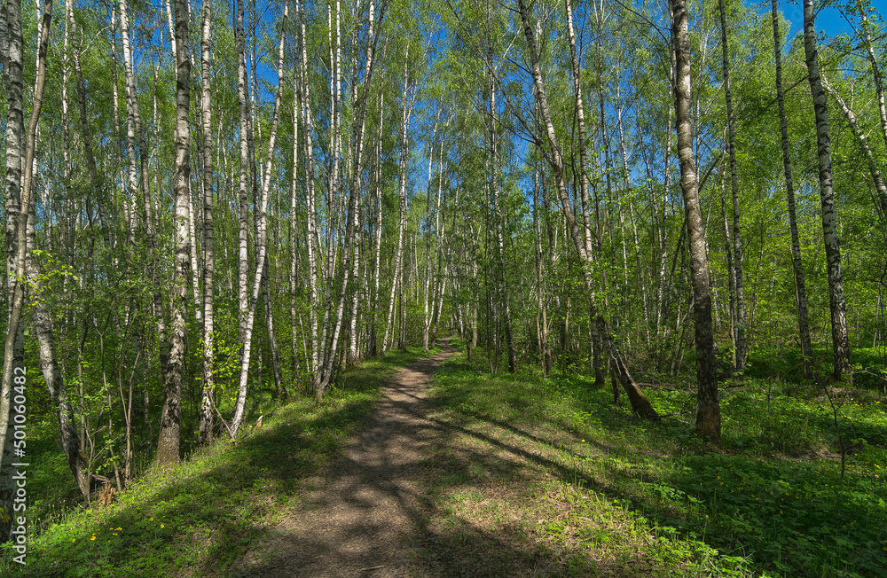 Path in the spring forest. Path in the spring forest.