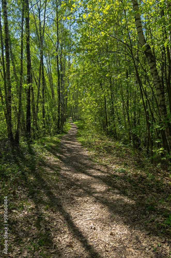 Path in the spring forest. Path in the spring forest.