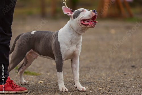 Canvastavla young dog breed pit bull terrier sits on the playground