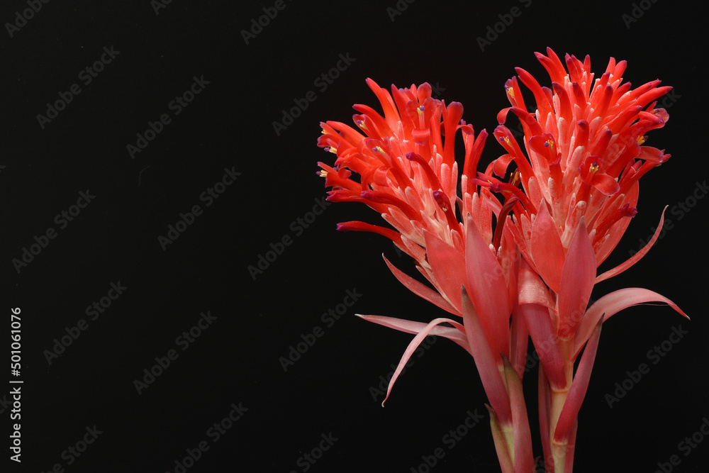 Pineapple-colored flowers, red flowers on a dark black background. Pineapple-colored flowers, red flowers on a dark black background.