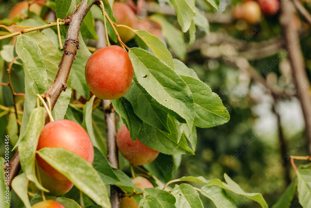 Red nectarines on a tree. Nectarines in the garden. Ripe peaches hanging in a tree Red nectarines on a tree. Nectarines in the garden. Ripe peaches hanging in a tree