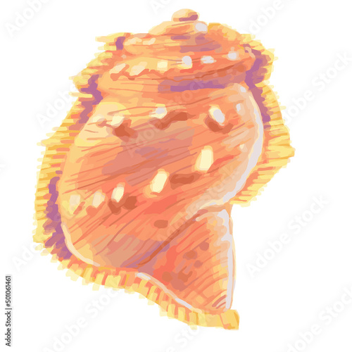 shells isolated on white