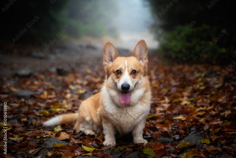 A happy Welsh Corgi Pembroke dog sits on the road. In the background, delicate autumn colors. A happy Welsh Corgi Pembroke dog sits on the road. In the background, delicate autumn colors.