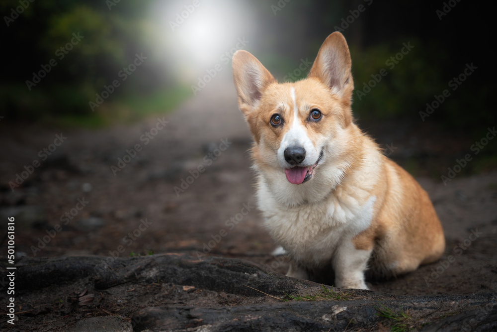 A happy Welsh Corgi Pembroke dog sits in the woods during the gloomy fall weather.