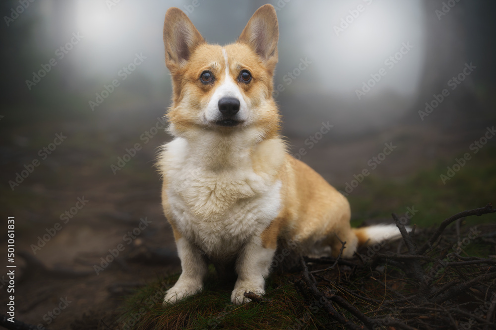 A pensive Welsh Corgi Pembroke dog sits in the woods during the gloomy fall weather.