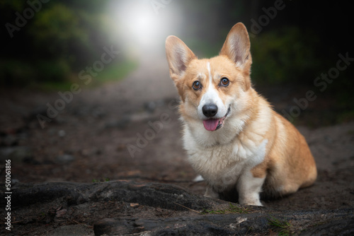 A happy Welsh Corgi Pembroke dog sits in the woods during the gloomy fall weather.