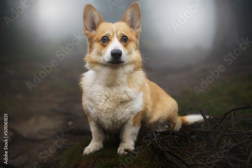 A pensive Welsh Corgi Pembroke dog sits in the woods during the gloomy fall weather.