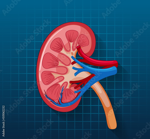 Human internal organ with kidney