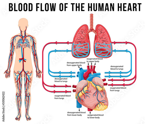 Diagram showing blood flow of human heart