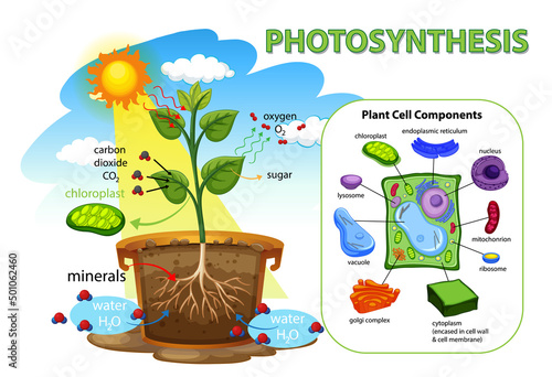 Diagram showing photosynthesis in plant