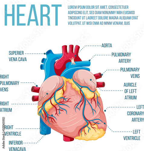Human internal organ with heart